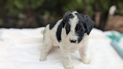 MINI BERNEDOODLE (09/24) MALE