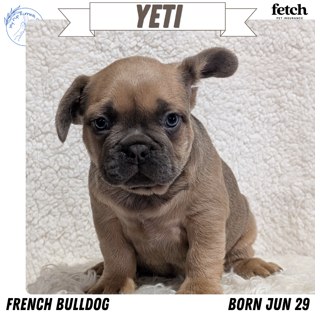 FRENCH BULLDOG (JUN 29) MALES