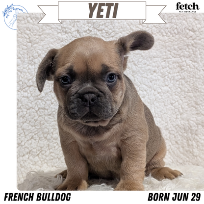 FRENCH BULLDOG (JUN 29) MALES