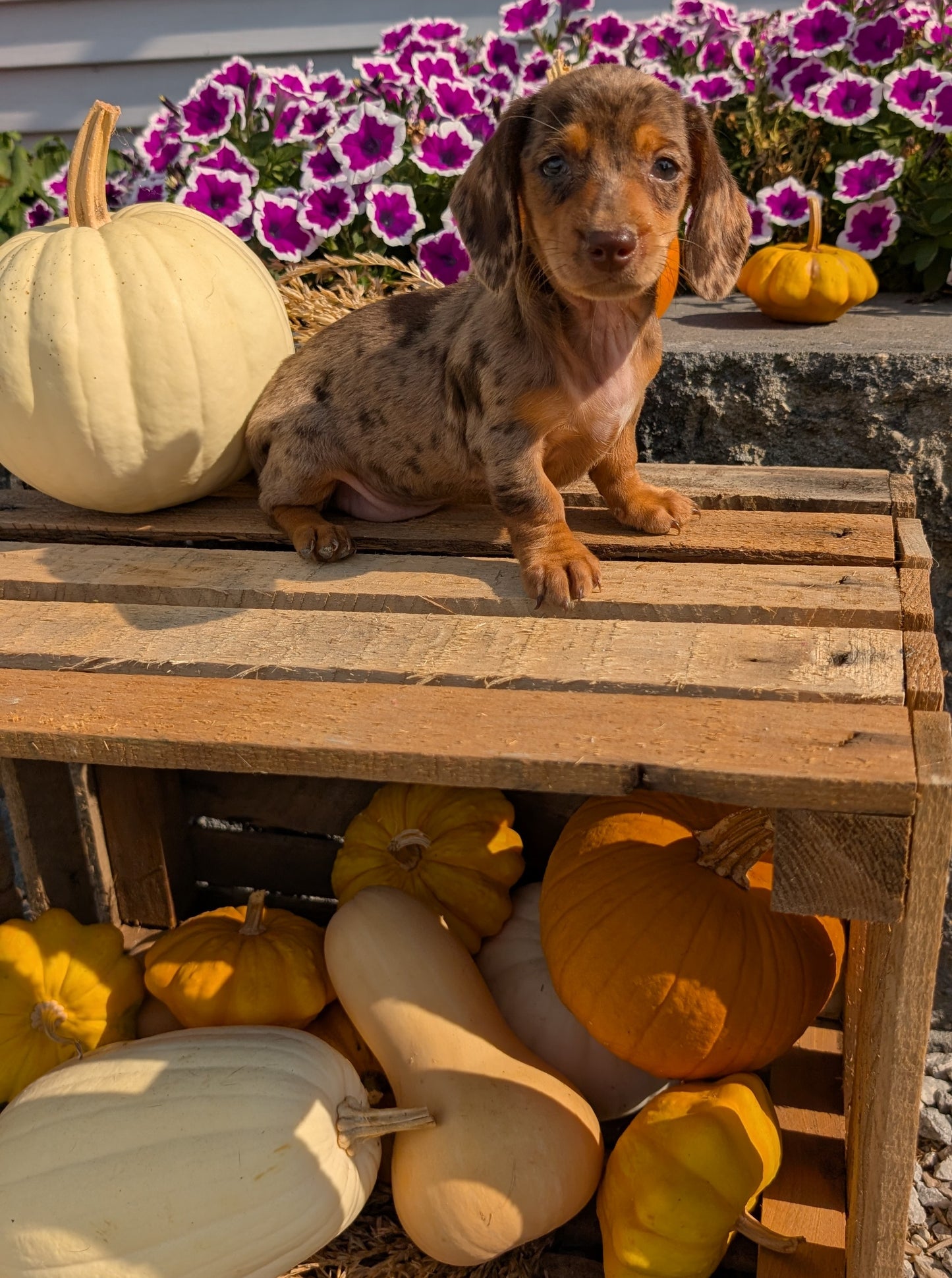 MINI DACHSHUND (08/19) FEMALE