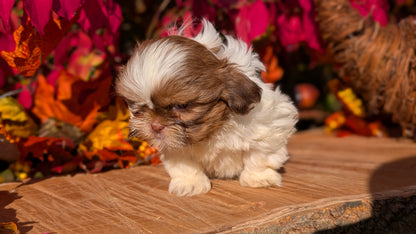 SHIH TZU (09/03) FEMALE
