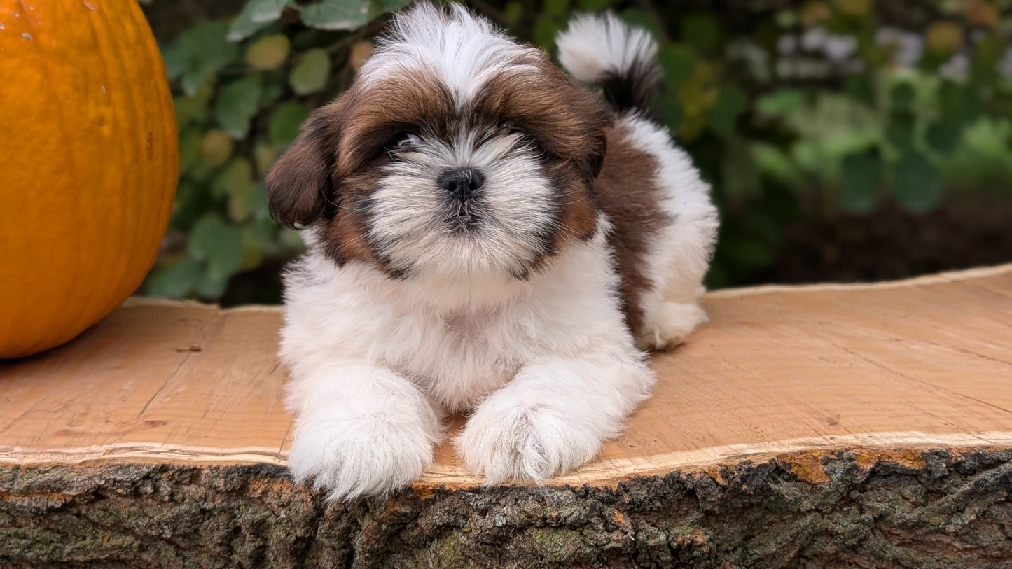 SHIH TZU (08/19) MALE