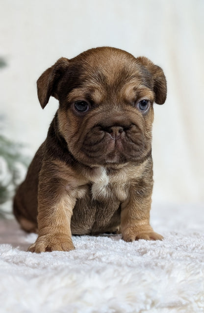 FRENCH BULLDOG (OCT 08) FEMALES