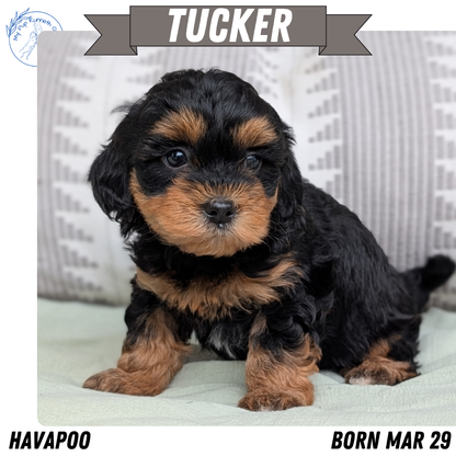 HAVAPOO (MAR 29) MALES