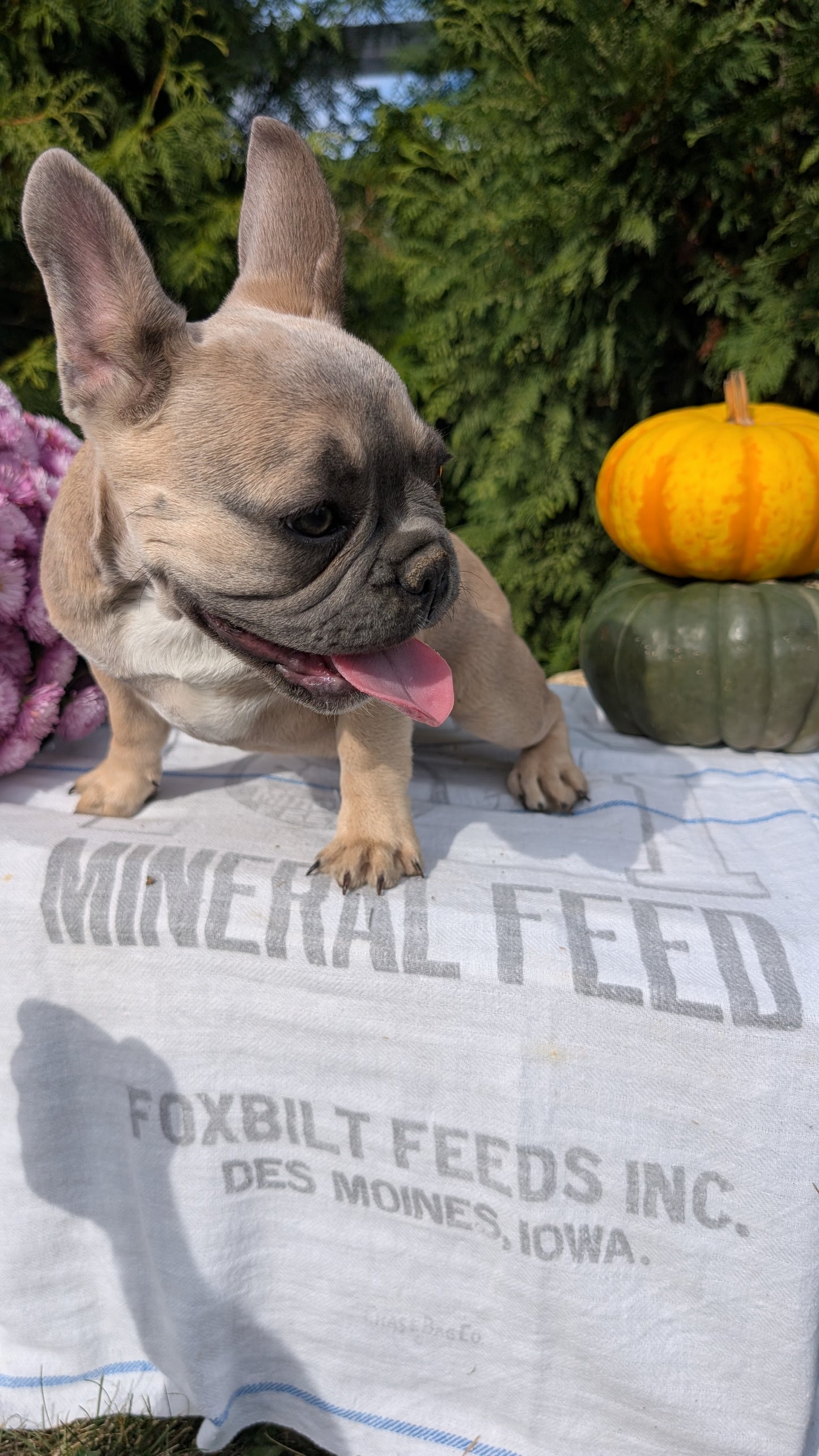 FRENCH BULLDOG (07/03) FEMALE