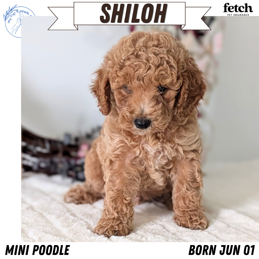 MINI POODLE (JUN 01) MALES