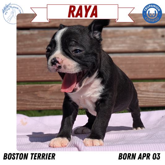 BOSTON TERRIER (04/03) FEMALE