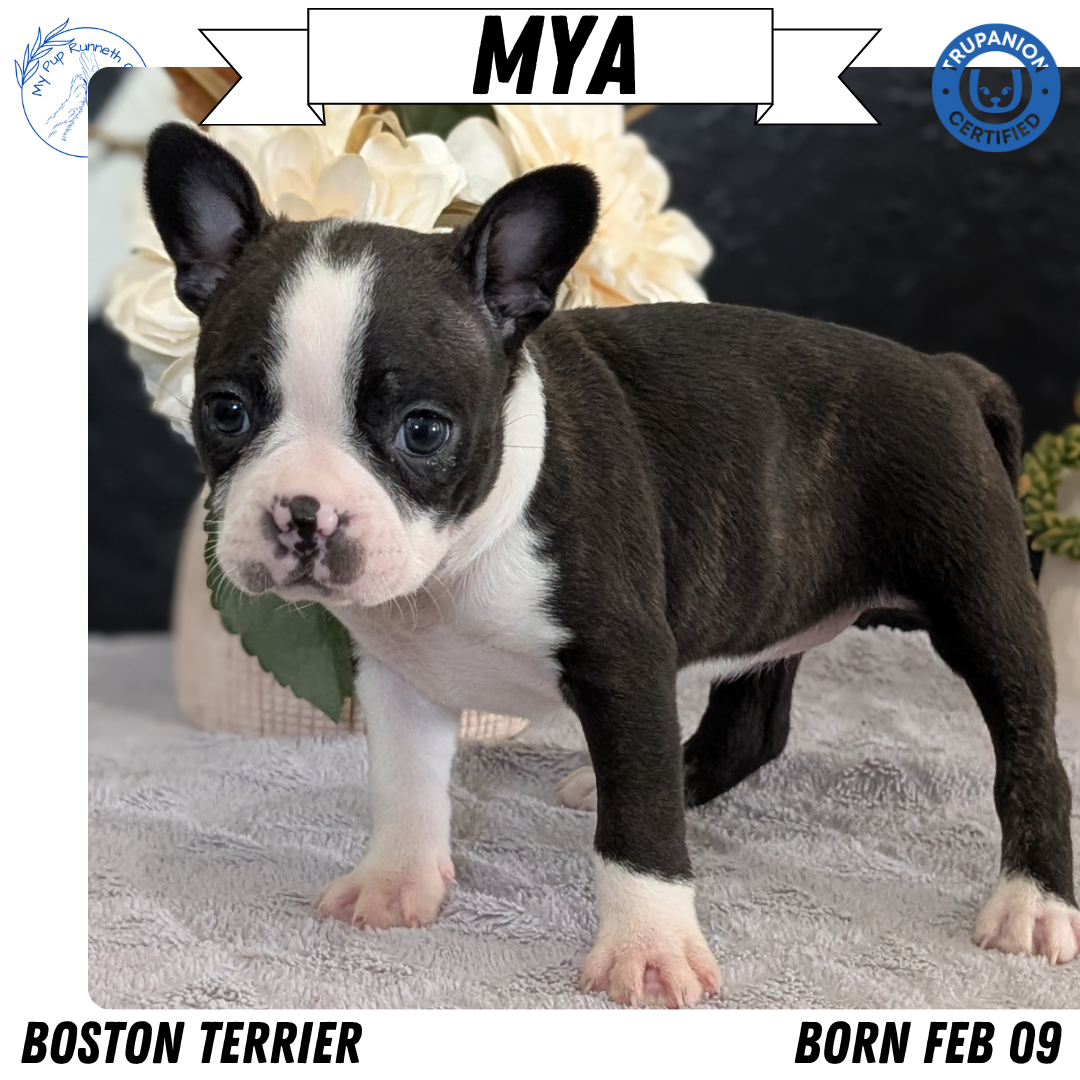 BOSTON TERRIER (FEB 09) FEMALES