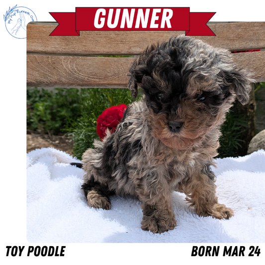 TOY POODLE (03/24) MALE