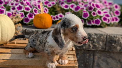 MINI DACHSHUND (08/19) FEMALE