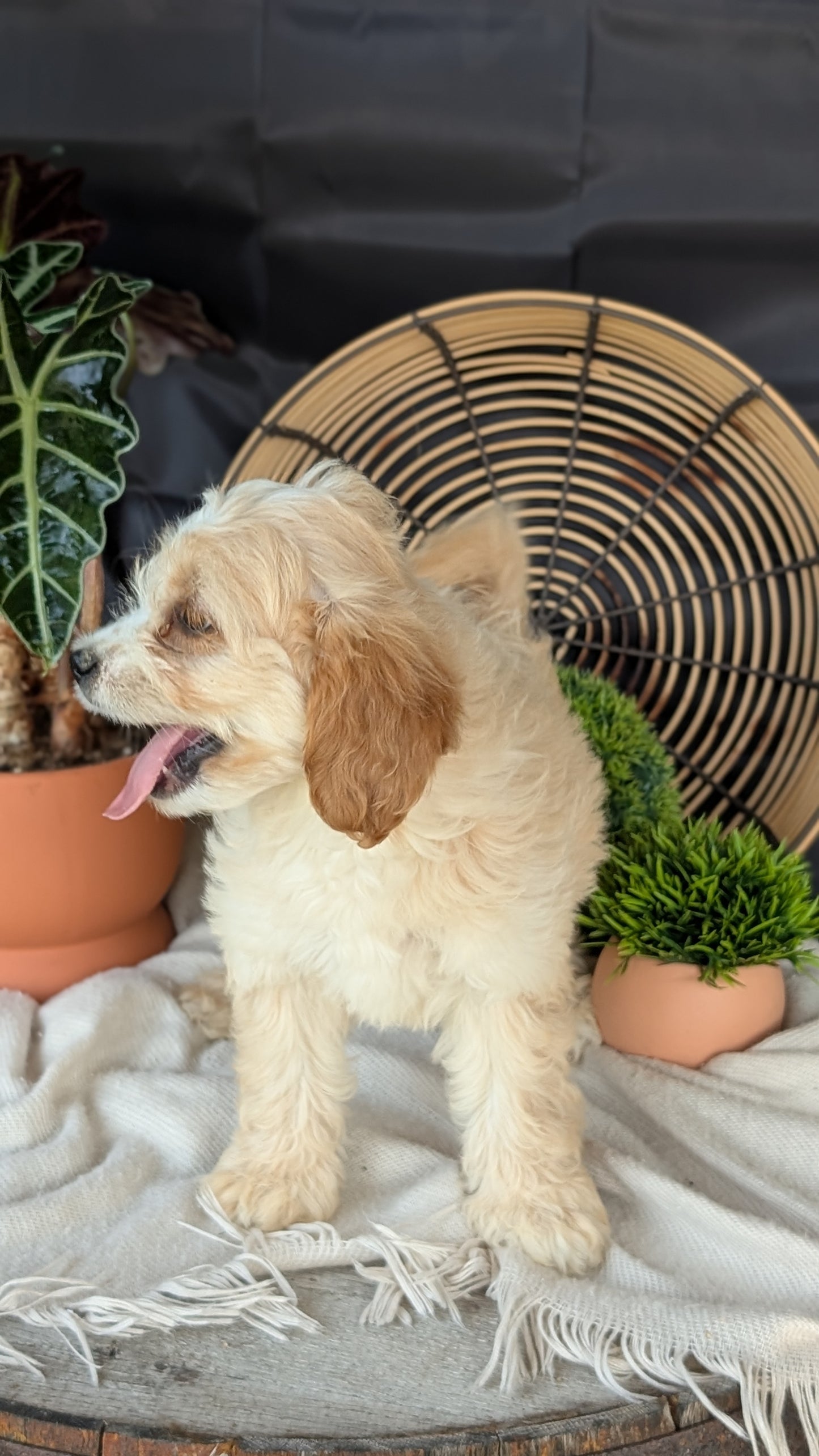 CAVAPOO (MAY 23) FEMALES
