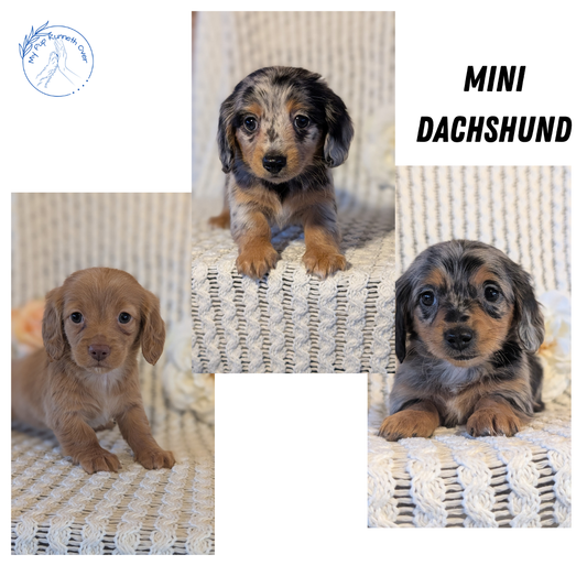 MINI DACHSHUND (JAN 01) FEMALES