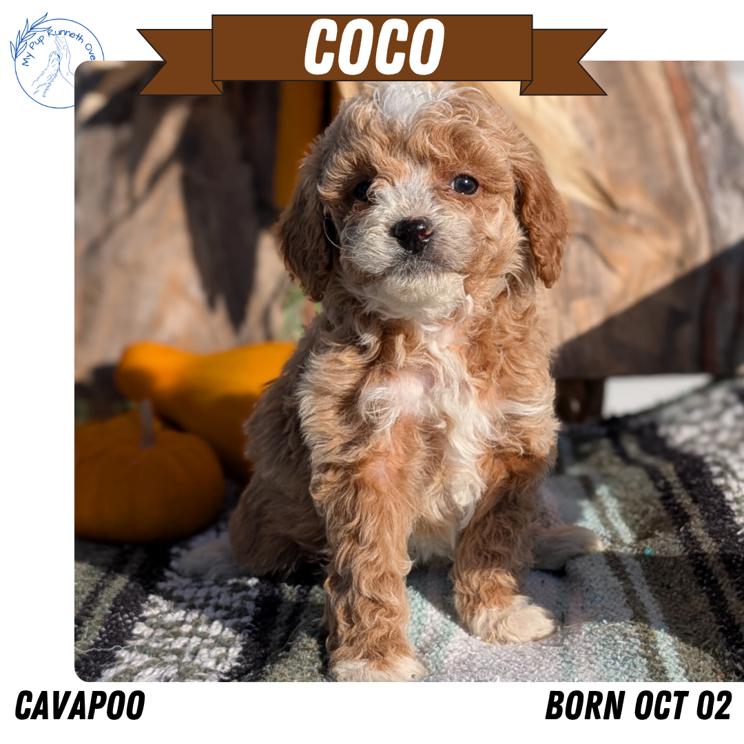 CAVAPOO (OCT 02) FEMALE