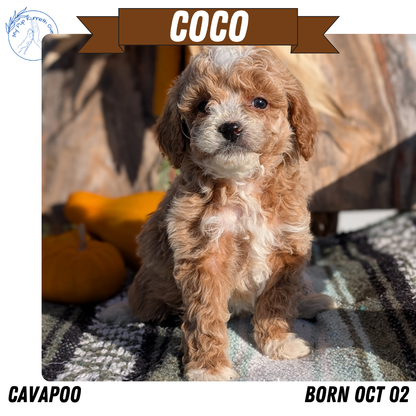 CAVAPOO (OCT 02) FEMALE