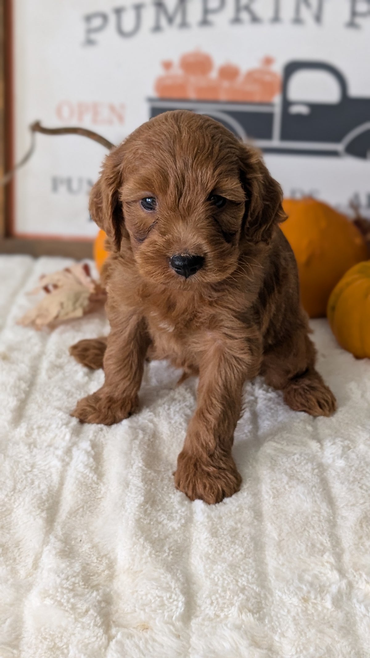 MINI GOLDENDOODLE (AUG 13) 6 MALES/3 FEMALES