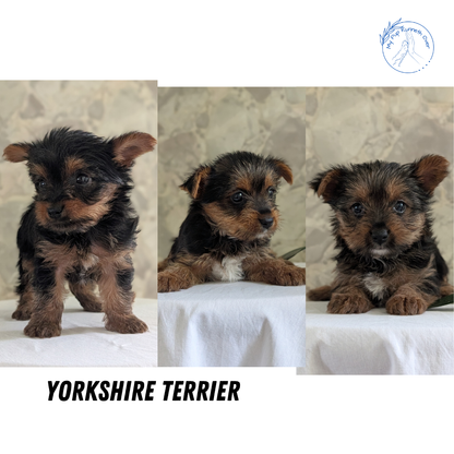 YORKSHIRE TERRIER (APR 26) FEMALES