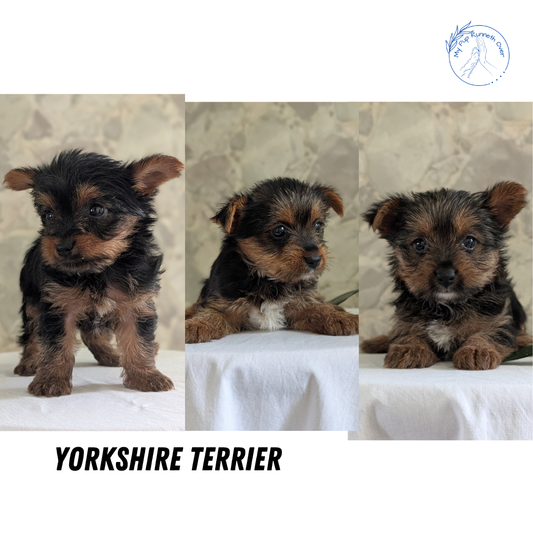 YORKSHIRE TERRIER (APR 26) FEMALES