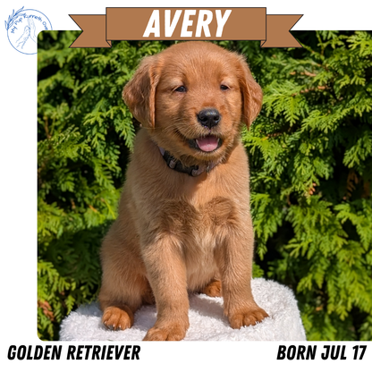 GOLDEN RETRIEVER (07/17) FEMALE
