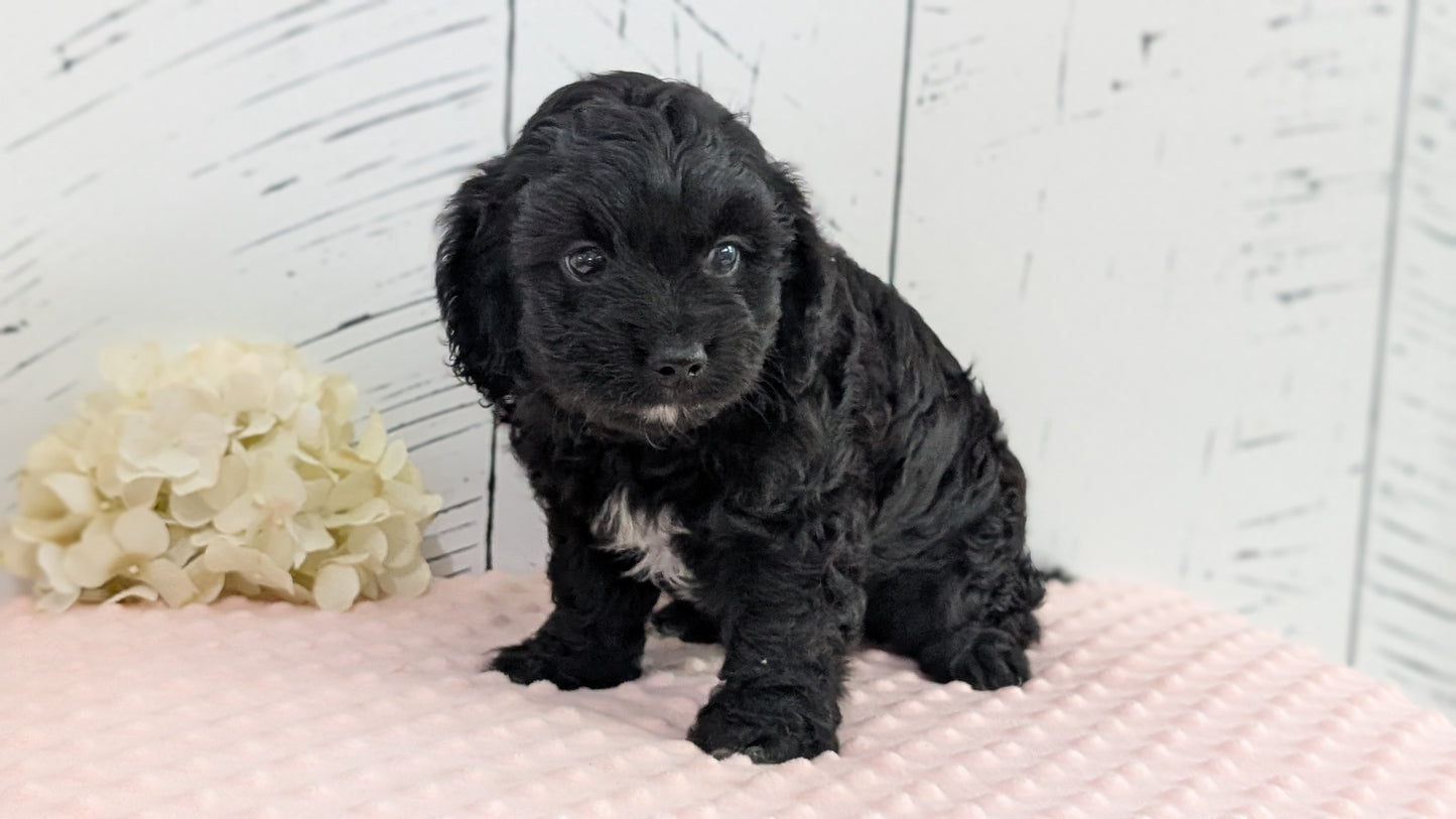 CAVAPOO (JUN 14) MALES