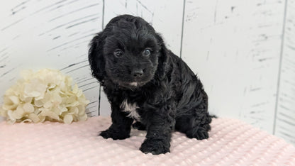 CAVAPOO (JUN 14) MALES