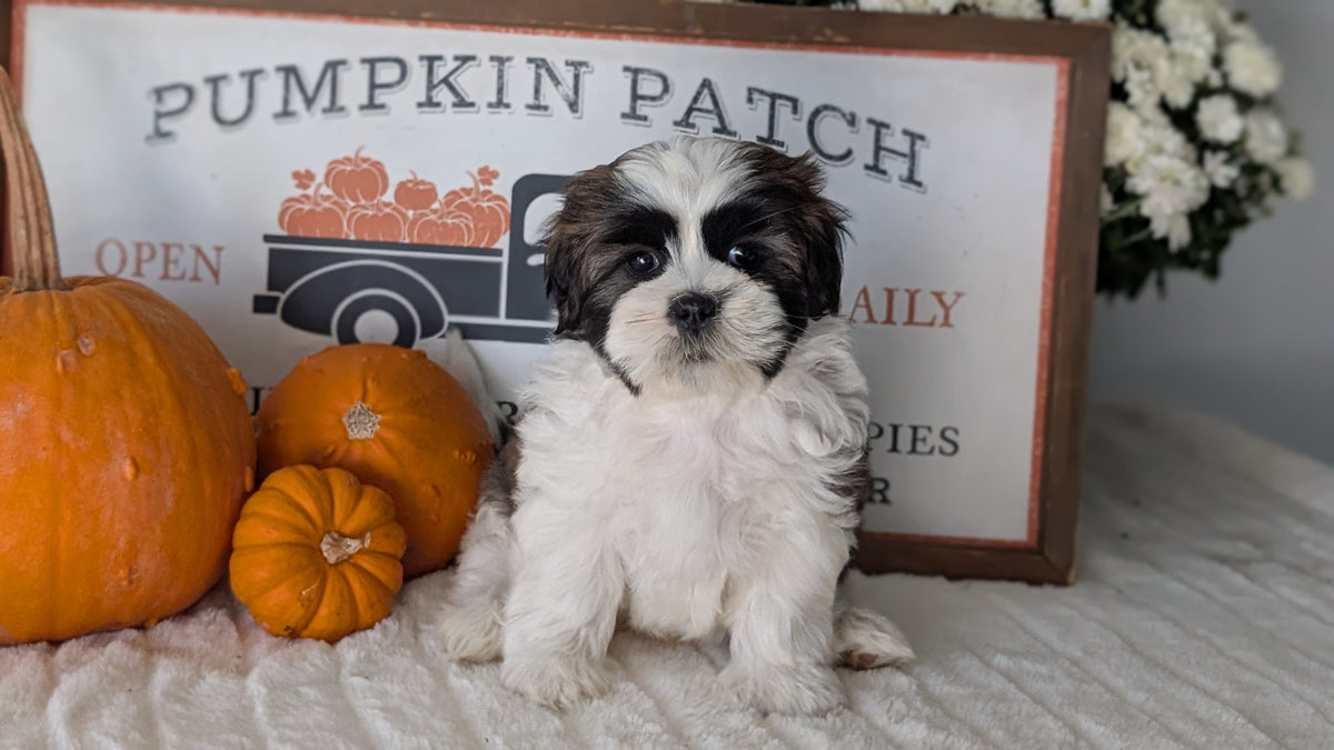 SHIH TZU (AUG 17) 2 FEMALES/3 MALES