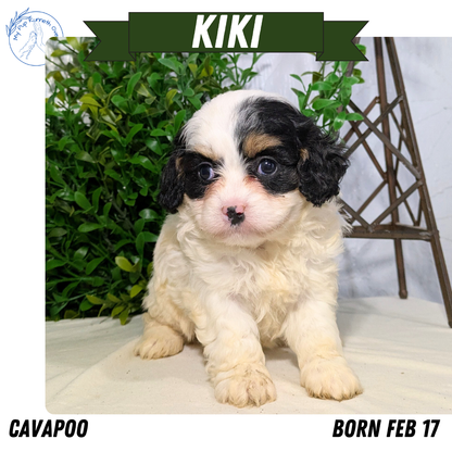 CAVAPOO (02/17) FEMALE