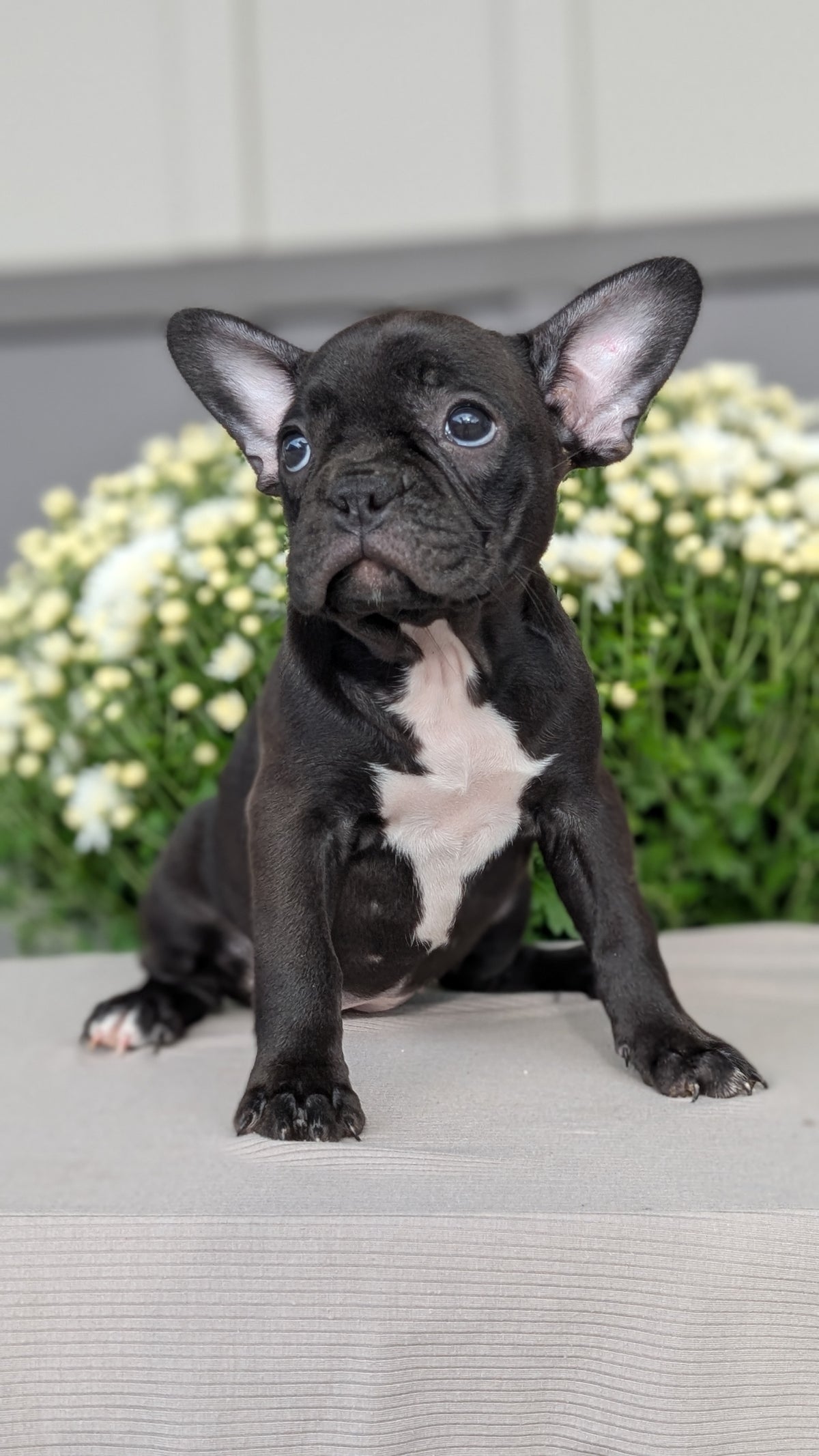 FRENCHTON (JUL 14) 2 MALES/1 FEMALE