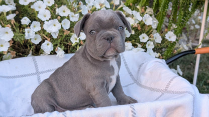 FRENCH BULLDOG (07/15) MALE
