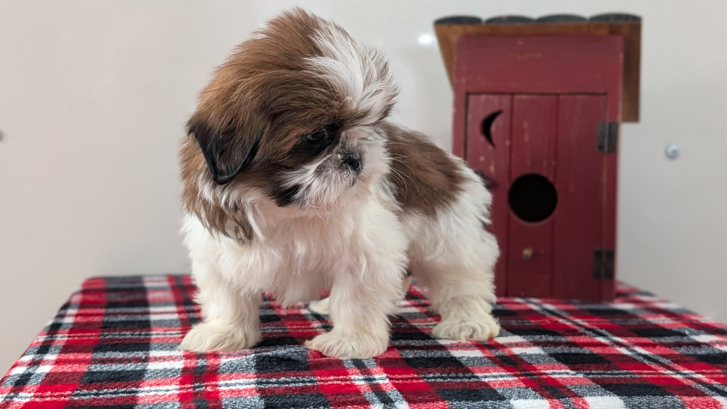 SHIH TZU (DEC 10) FEMALE