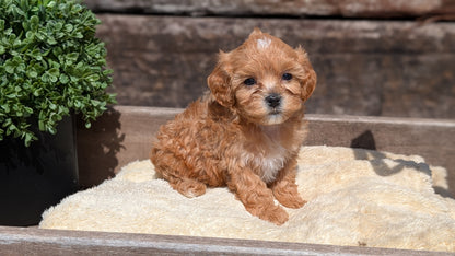 CAVAPOO (MAY 12) FEMALES