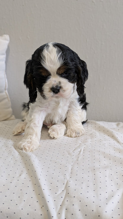 COCKER SPANIEL (02/14) MALE