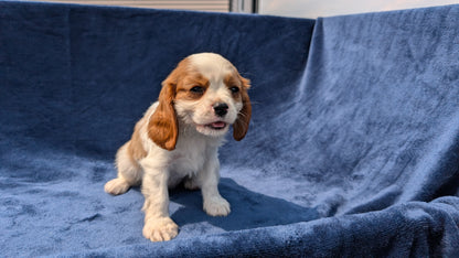 CAVALIER (05/19) MALE
