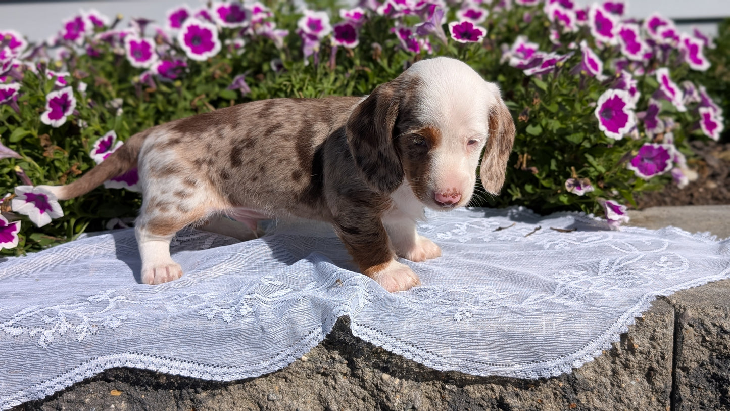 MINI DACHSHUND (08/19) MALE