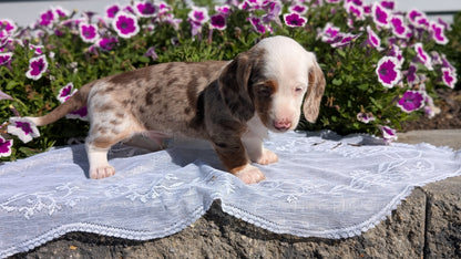 MINI DACHSHUND (08/19) MALE