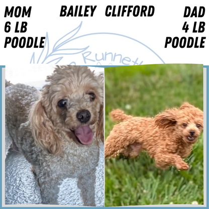 TOY POODLE (MAY 26) MALES