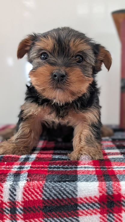 YORKSHIRE TERRIER (DEC 20) FEMALES