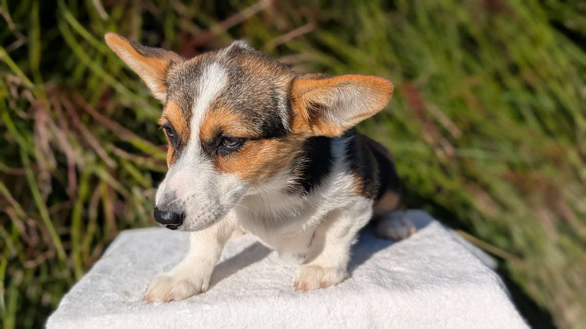 CORGI (JUN 08) FEMALES