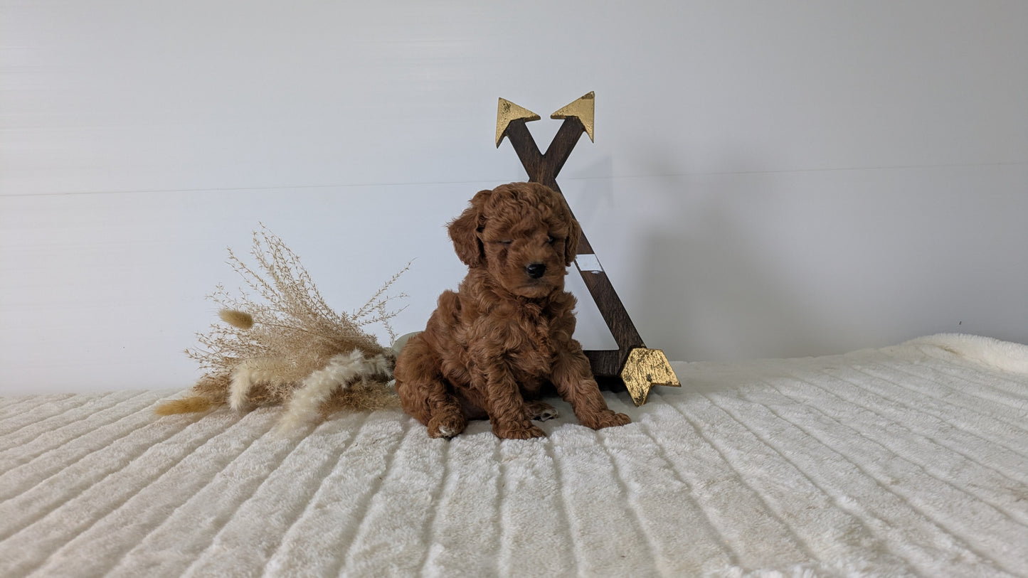 MINI GOLDENDOODLE (03/28) FEMALE