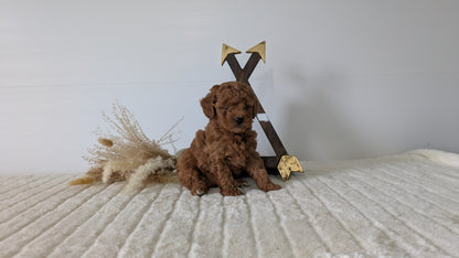 MINI GOLDENDOODLE (03/28) FEMALE