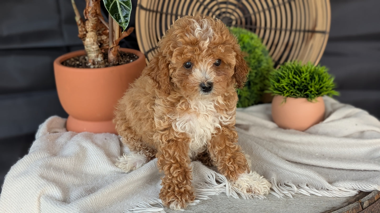 COCKAPOO (MAY 22) FEMALES