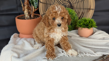 COCKAPOO (MAY 22) FEMALES