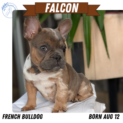 FRENCH BULLDOG (08/12) MALE