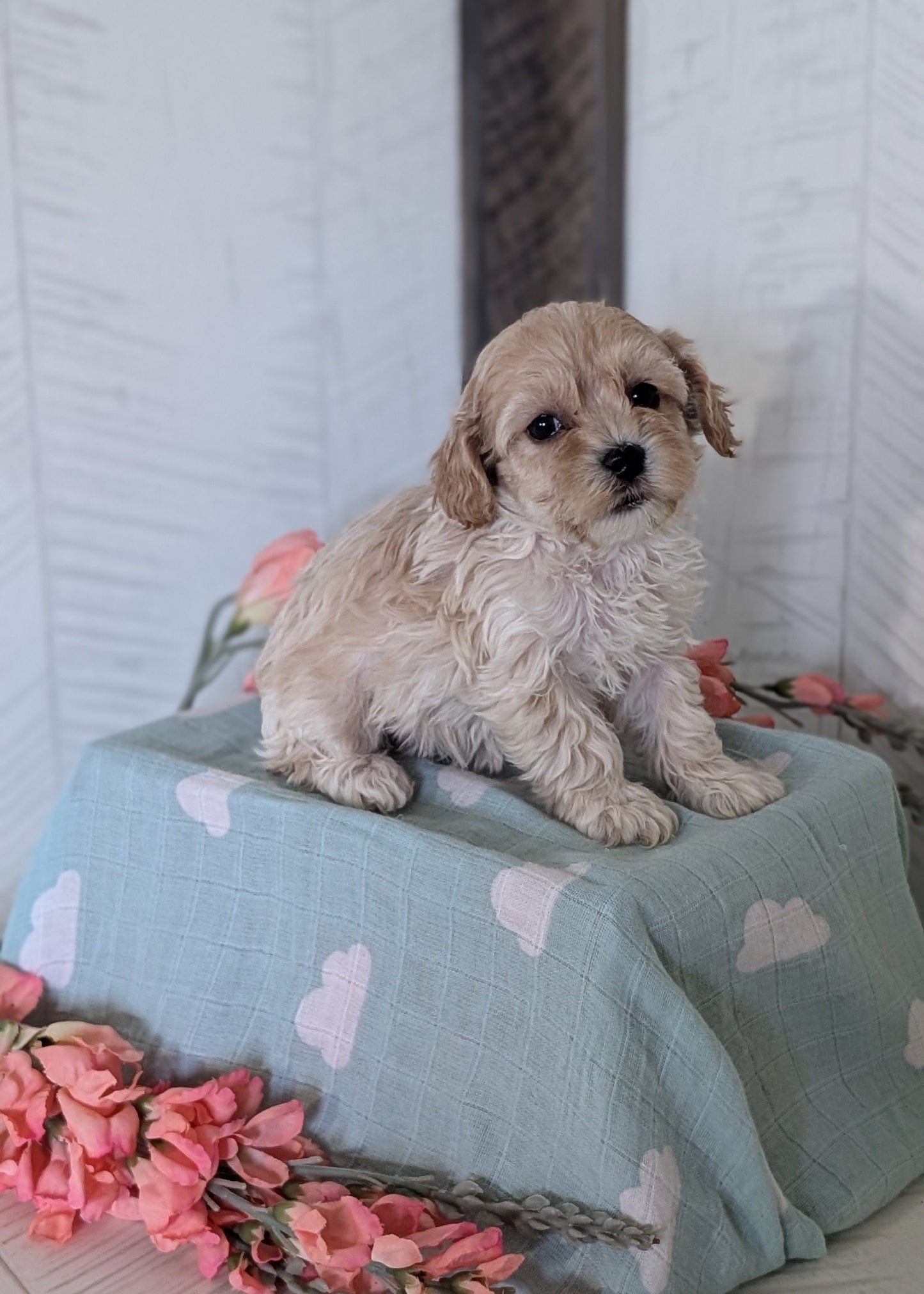 COCKAPOO (FEB 04) FEMALES