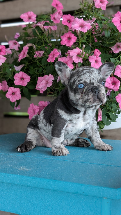 FRENCH BULLDOG (06/30) FEMALE
