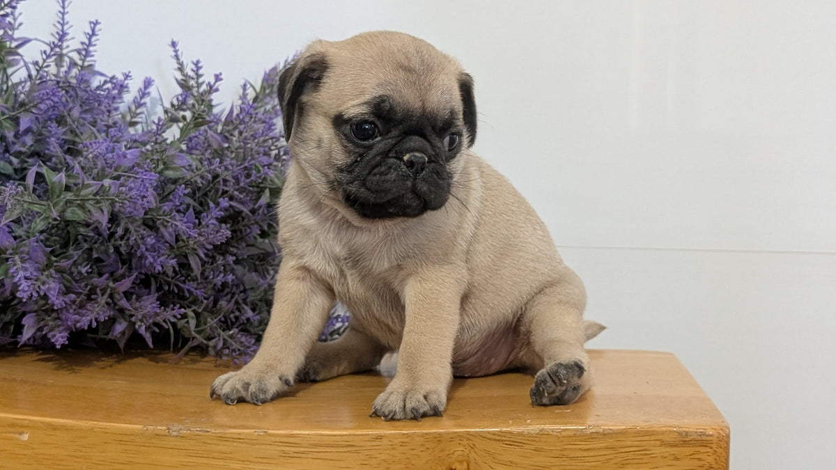 PUG (SEP 12) 4 MALES/1 FEMALE