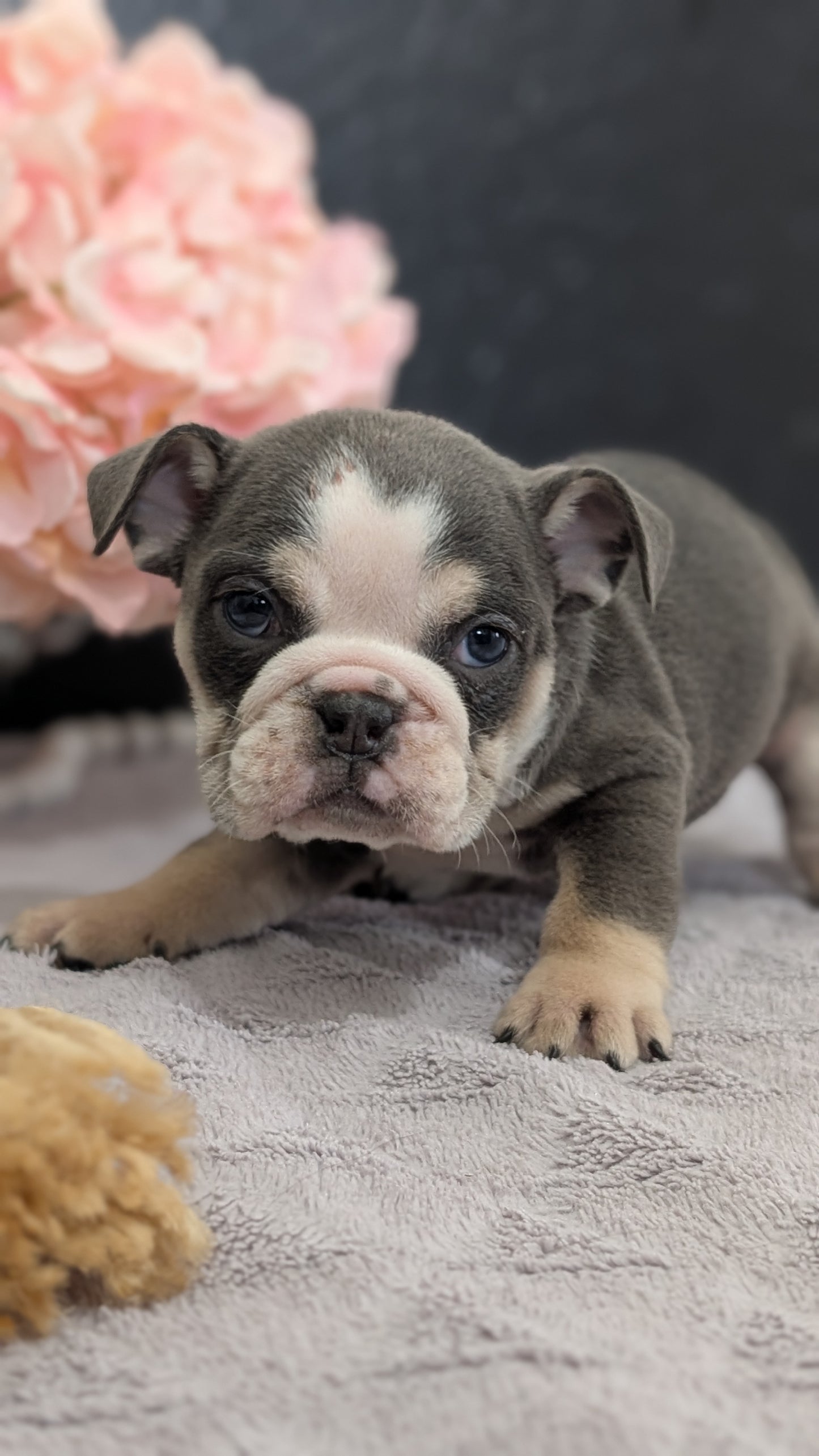 ENGLISH BULLDOG (FEB 09) FEMALES