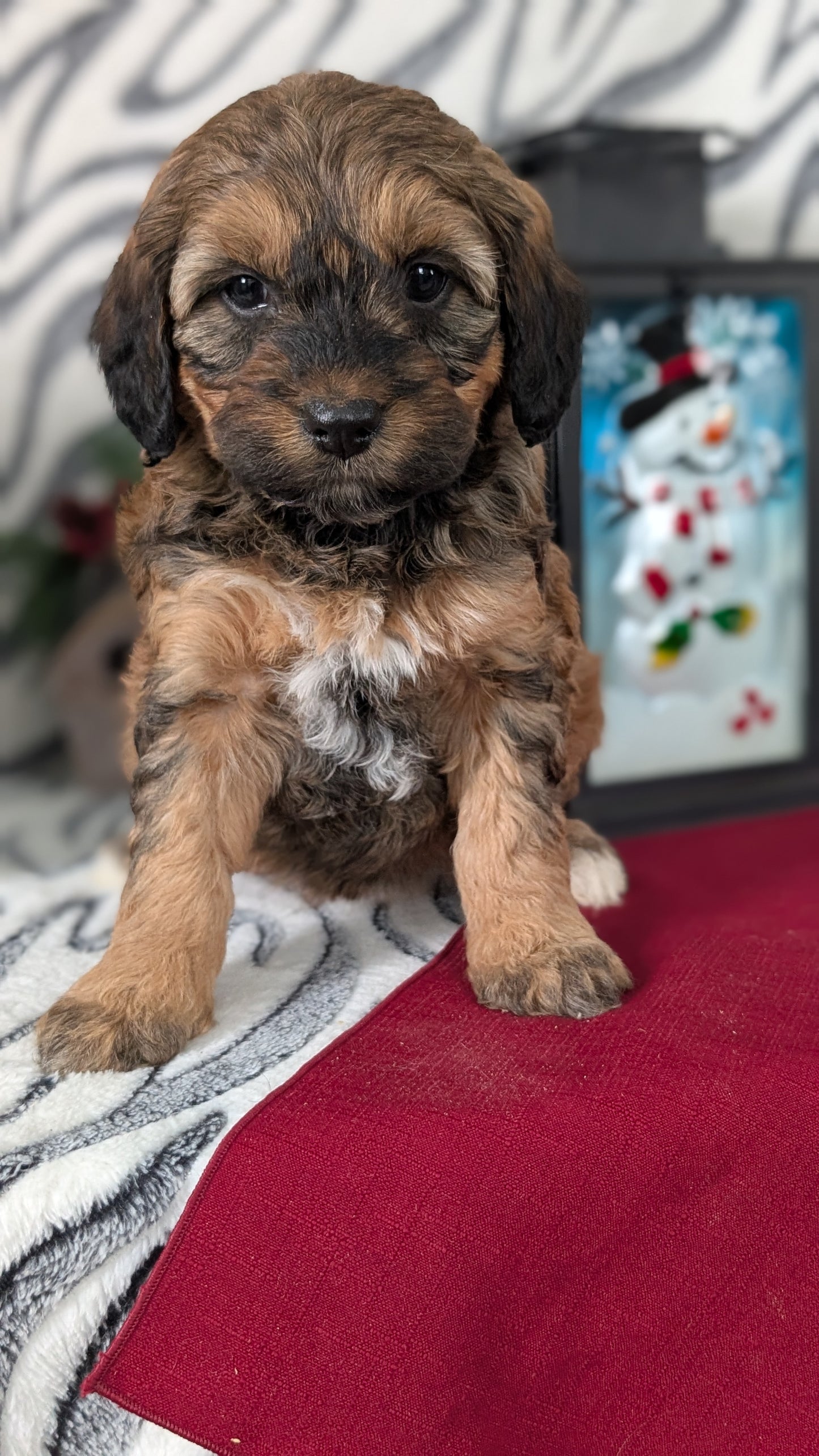 MINI LABRADOODLE (OCT 20) FEMALES
