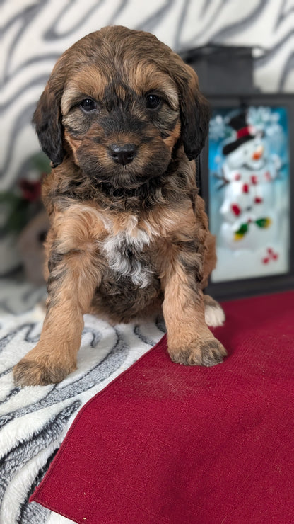 MINI LABRADOODLE (OCT 20) FEMALES
