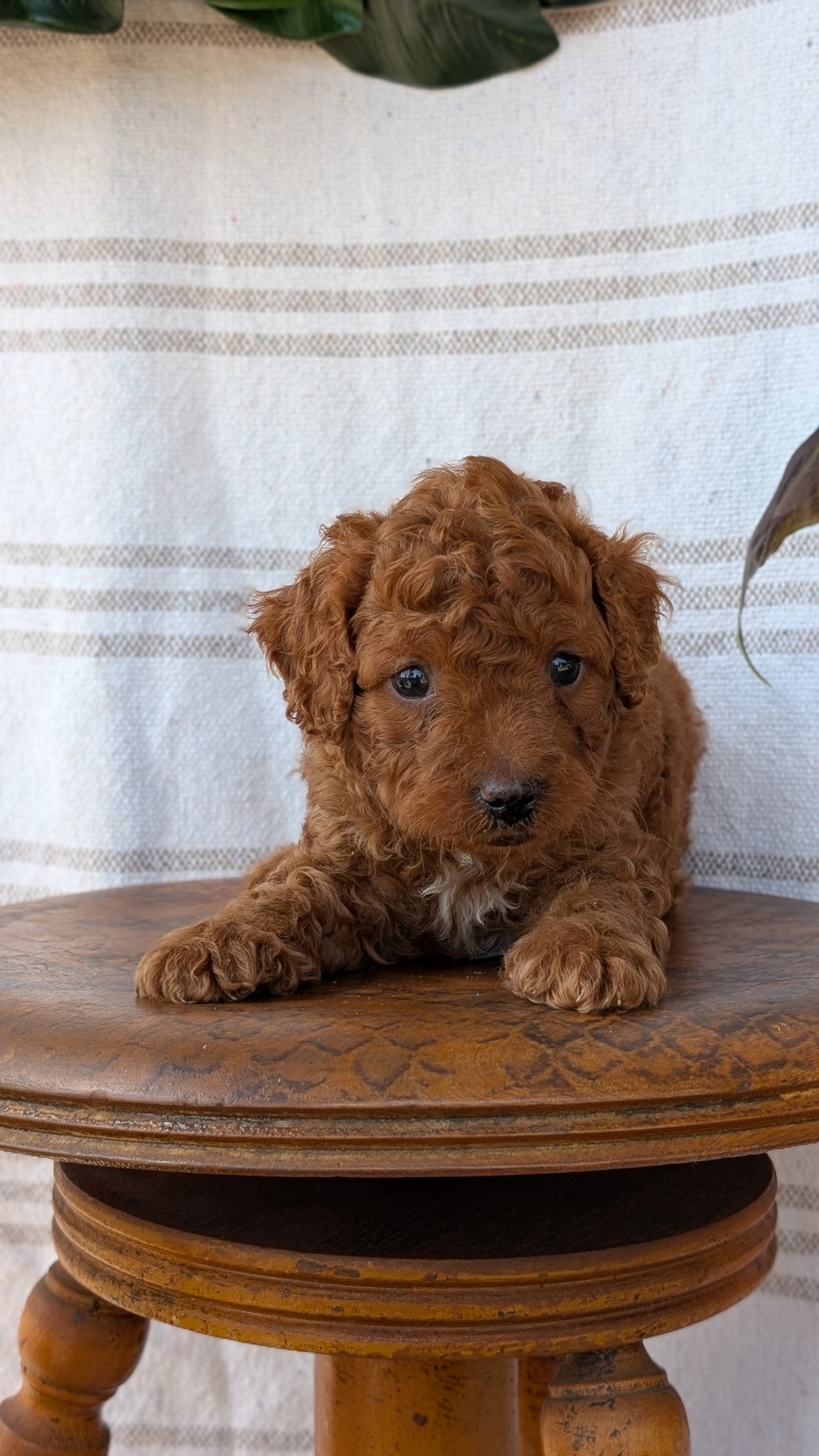 CAVAPOO (MAY 23) MALES