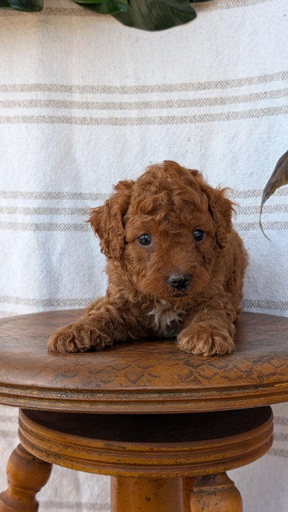 CAVAPOO (MAY 23) MALES